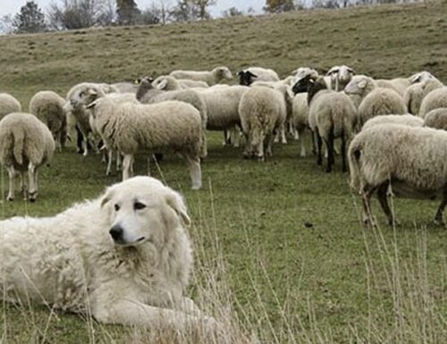 Incontri. Le pecore, una donna ed un cane pastore.
