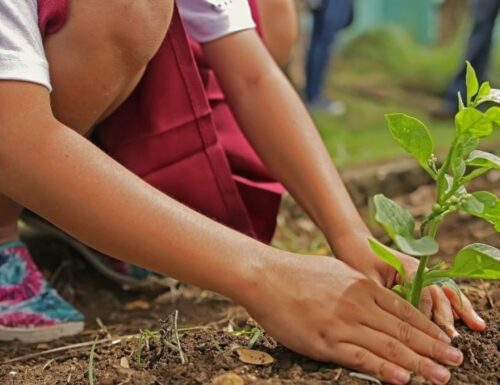 In Terrare. Piantare alberi per ‘curare’ il nostro mondo.