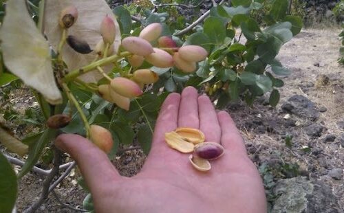 Il pistacchio siciliano: l’oro verde!